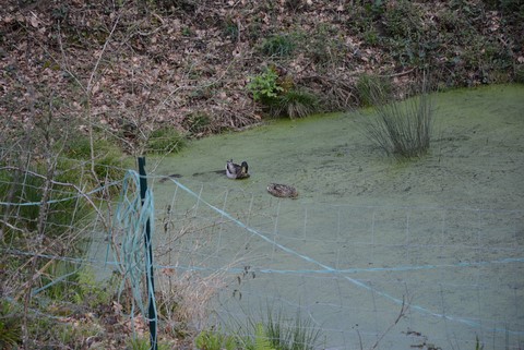 Mare aux canards